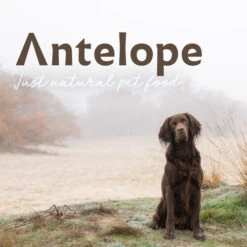 Antelope Fresh Adult Hundefutter -Haustier Lieferungen Geschäft antelope fresh adult hondenvoer 217764 0500 none