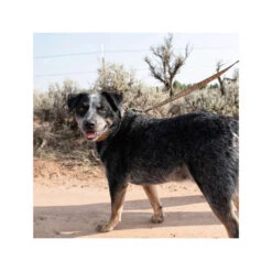 Carhartt Journeyman Leash -Haustier Lieferungen Geschäft carhartt journeyman leash 187047 0500 none