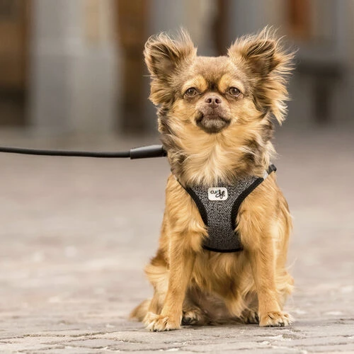 Curli Vest Harness Merino 8 Curli Vest Harness Merino – Bild 8