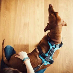 Hunter Geschirr Divo Dunkelblau/Grau 12 Hunter Geschirr Divo Dunkelblau/Grau -Haustier Lieferungen Geschäft hunter harnas divo donkerblauwgrijs 166903 0500 none