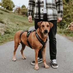 Hunter Sicherheitsgeschirr Maldon -Haustier Lieferungen Geschäft hunter veiligheidsharnas maldon 221547 0500 none