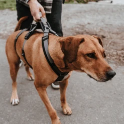 Hunter Sicherheitsgeschirr Maldon -Haustier Lieferungen Geschäft hunter veiligheidsharnas maldon 221553 0500 none