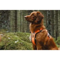Hurtta Weekend Warrior Geschirr -Haustier Lieferungen Geschäft hurtta weekend warrior harness 189108 0500 none