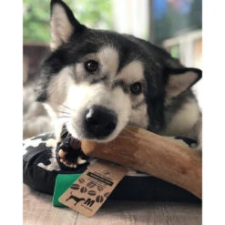 I&I Pet Supplies Kaffeebaum Kauwurzel -Haustier Lieferungen Geschäft ii pet supplies koffieboom kauw wortel 129623 0500 none