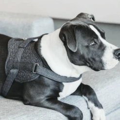 Kentucky Dogwear Hundegeschirr Body Safe Wool -Haustier Lieferungen Geschäft kentucky dogwear hondenharnas body safe wool 219215 0500 none