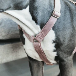 Kentucky Dogwear Hundegeschirr Velvet Loop 14 Kentucky Dogwear Hundegeschirr Velvet Loop -Haustier Lieferungen Geschäft kentucky dogwear hondenharnas velvet loop 219284 0500 none