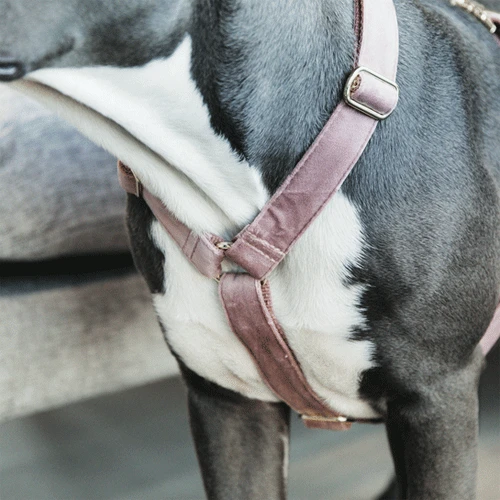 Kentucky Dogwear Hundegeschirr Velvet Loop 5 Kentucky Dogwear Hundegeschirr Velvet Loop – Bild 5