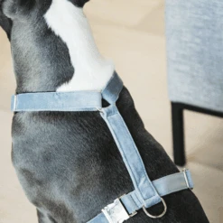 Kentucky Dogwear Hundegeschirr Velvet Loop 12 Kentucky Dogwear Hundegeschirr Velvet Loop -Haustier Lieferungen Geschäft kentucky dogwear hondenharnas velvet loop 219286 0500 none