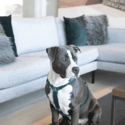 Kentucky Dogwear Hundegeschirr Velvet Loop 13 Kentucky Dogwear Hundegeschirr Velvet Loop -Haustier Lieferungen Geschäft kentucky dogwear hondenharnas velvet loop 219293 0500 none