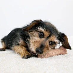 KONG ChewStix Ultra Stick -Haustier Lieferungen Geschäft kong chewstix ultra stick 180856 0500 none