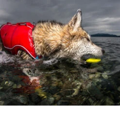 Kurgo Skipping Stones 11 Kurgo Skipping Stones -Haustier Lieferungen Geschäft kurgo skipping stones 99608 0500 none