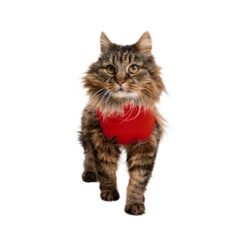 Medical Pet Shirt Katze -Haustier Lieferungen Geschäft medical pet shirt kat 167404 0500 none