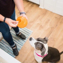 Planet Dog Orbee-Tuff Snoop -Haustier Lieferungen Geschäft planet dog orbee tuff snoop oranje 167041 0500 none