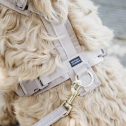 Kentucky Dog Harness Active Velvet -Haustier Lieferungen Geschäft prod 15744 218987 0500 none