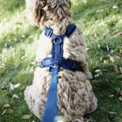 Kentucky Dog Harness Active Velvet -Haustier Lieferungen Geschäft prod 15744 218992 0500 none