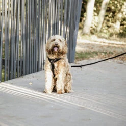 Kentucky Dog Harness Active Velvet -Haustier Lieferungen Geschäft prod 15744 218994 0500 none