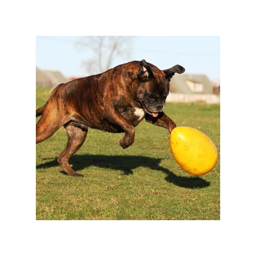 Jolly Egg 5 Jolly Egg – Bild 5