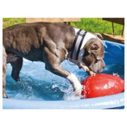 Jolly Egg 11 Jolly Egg -Haustier Lieferungen Geschäft product jolly egg none 4 1496839894 86968