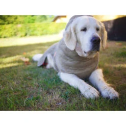 Siccaro WetDog SupremePro 10 Siccaro WetDog SupremePro -Haustier Lieferungen Geschäft siccaro wetdog supremepro 20 216998 0500 none