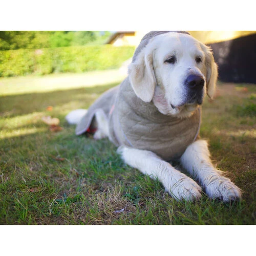 Siccaro WetDog SupremePro 5 Siccaro WetDog SupremePro – Bild 5