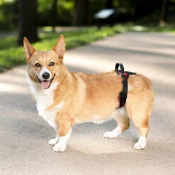 PetSafe Carelift - Tragesystem / Tragegeschirr Für Hunde -Haustier Lieferungen Geschäft solvit carelift draagsysteem voor de hond 163711 0500 none