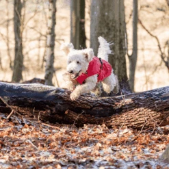 Trixie Regenjacke Vimy 14 Trixie Regenjacke Vimy -Haustier Lieferungen Geschäft trixie regenjas vimy 204857 0500 none